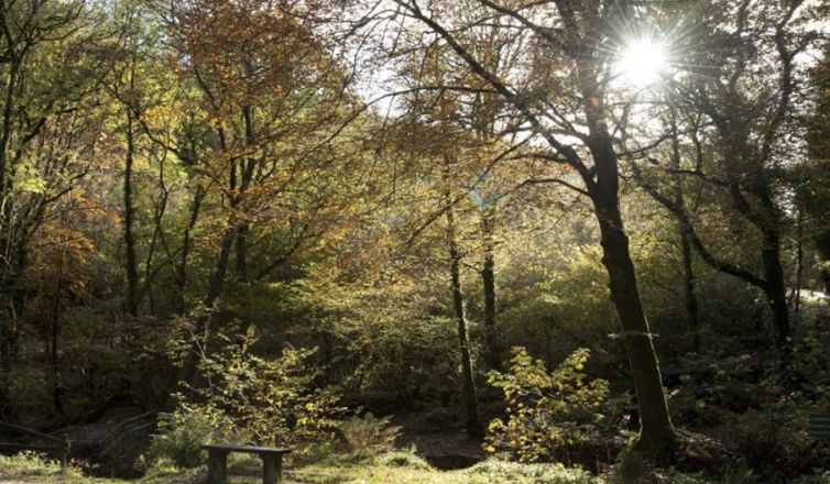 Cardinham Woods 1