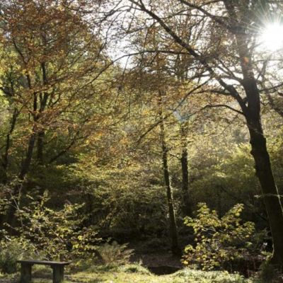Cardinham Woods