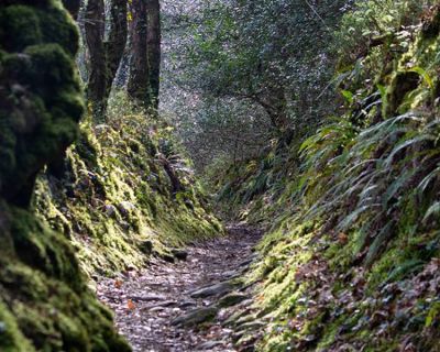 Kilminorth Woods Giants Head Image 2