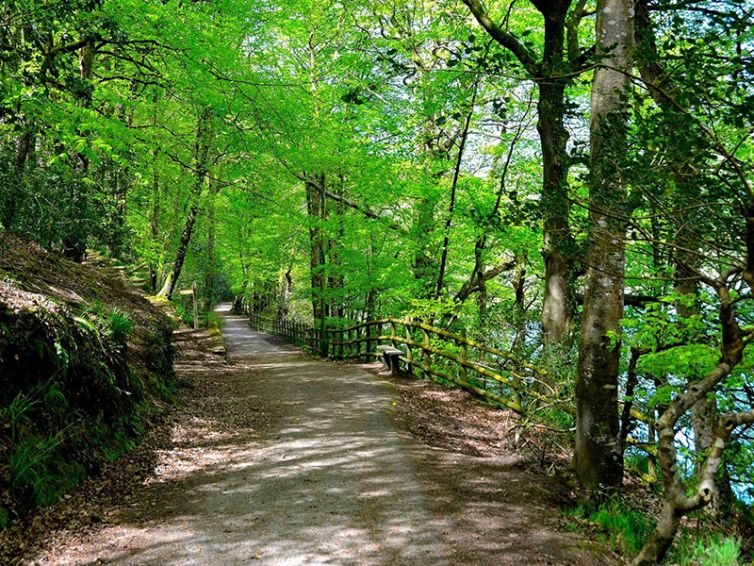 Kilminorth Woods Giants Head Image 4