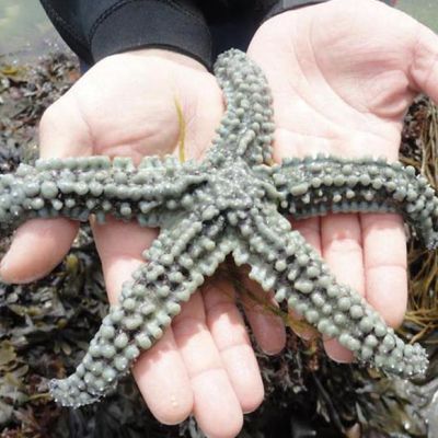 Rockpooling