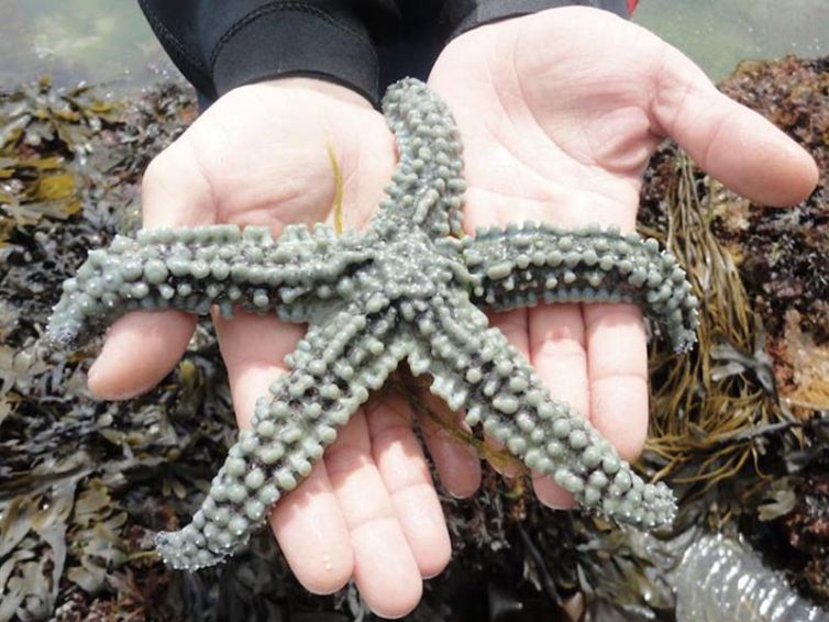 Rockpooling Image 1
