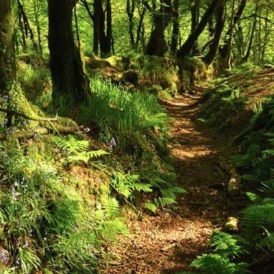 Walk: Blisland to Lavetham Wood
