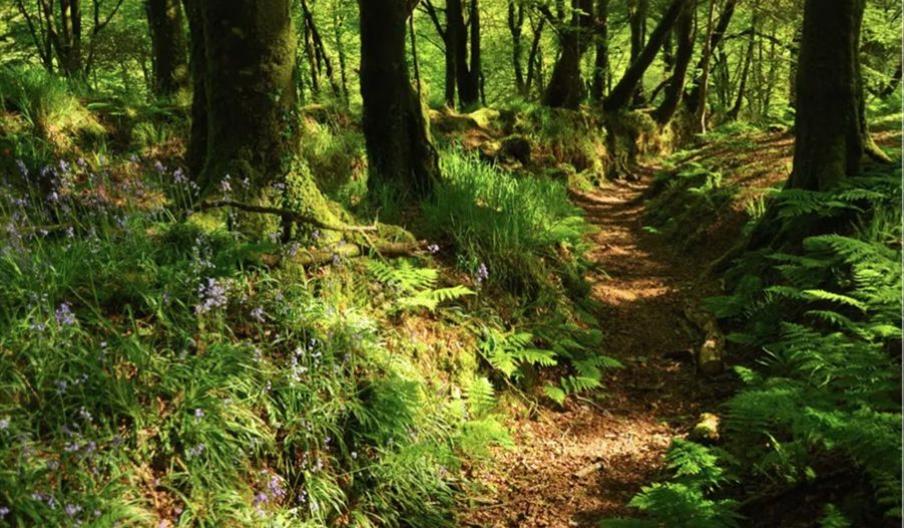 Blisland to Lavethan Wood