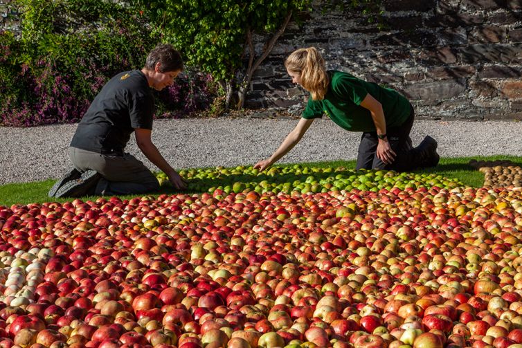 Building the Apple at Cotehele, Cornwall