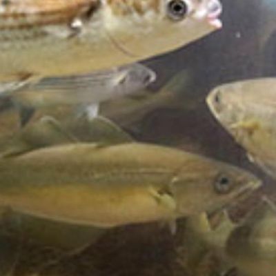Fowey Aquarium