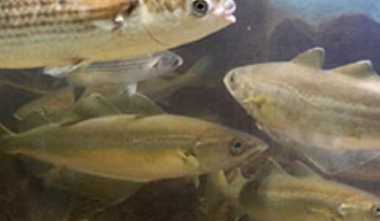 Fowey Aquarium Image 1