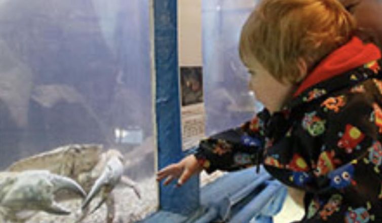 Fowey Aquarium Image 2