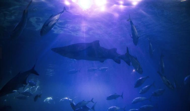National Marine Aquarium Image 1