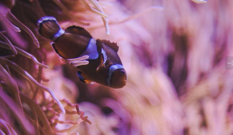 National Marine Aquarium Image 2