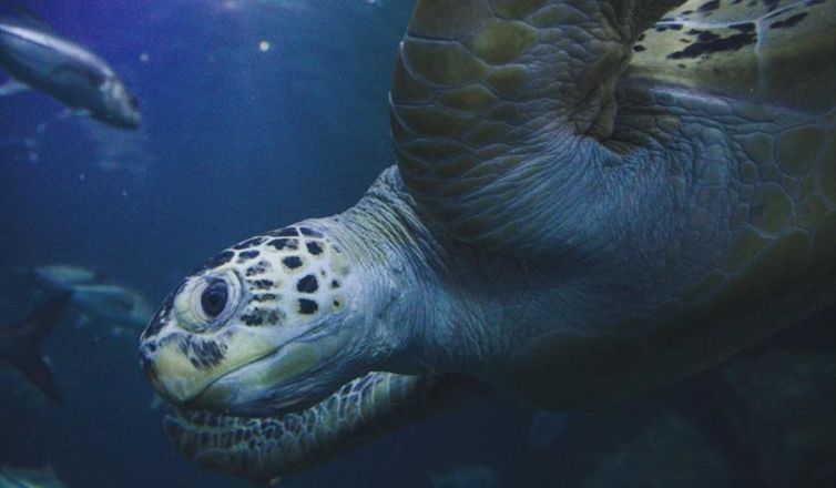 National Marine Aquarium Image 3