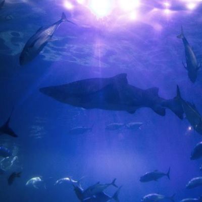 National Marine Aquarium