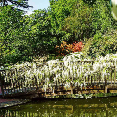 Pinetum Gardens