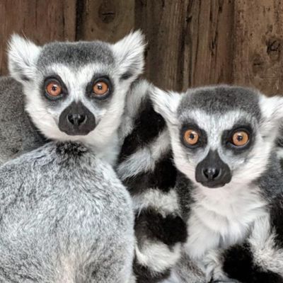 Porfell Wildlife Park & Sanctuary