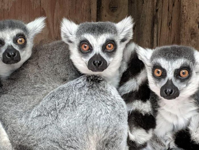 Porfell Wildlife Park & Sanctuary Image 1