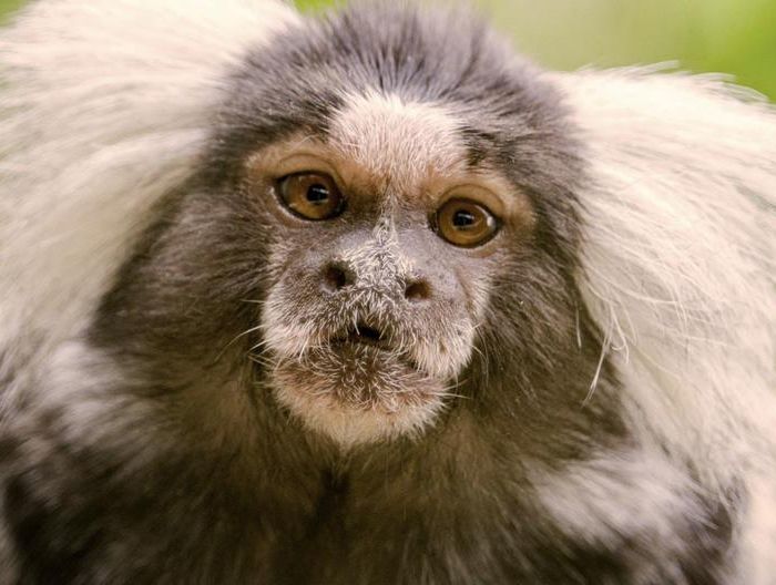 Porfell Wildlife Park & Sanctuary Image 3