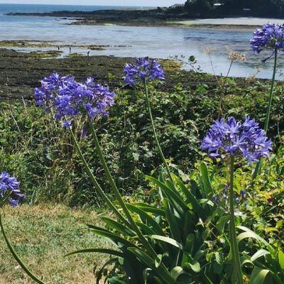 SWCP Walk: Talland Bay & the Giant’s Hedge from Looe Station