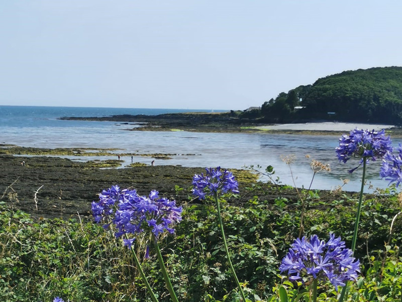 SWCP- Talland Bay Giants Hedge from Looe Station Image 1
