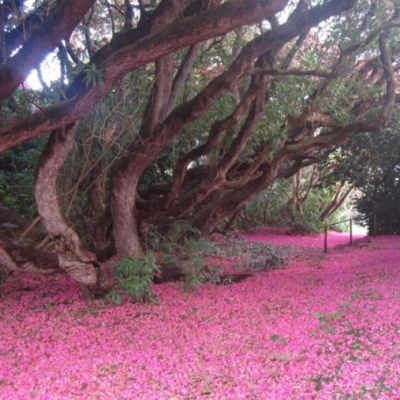 Tregrehan Garden