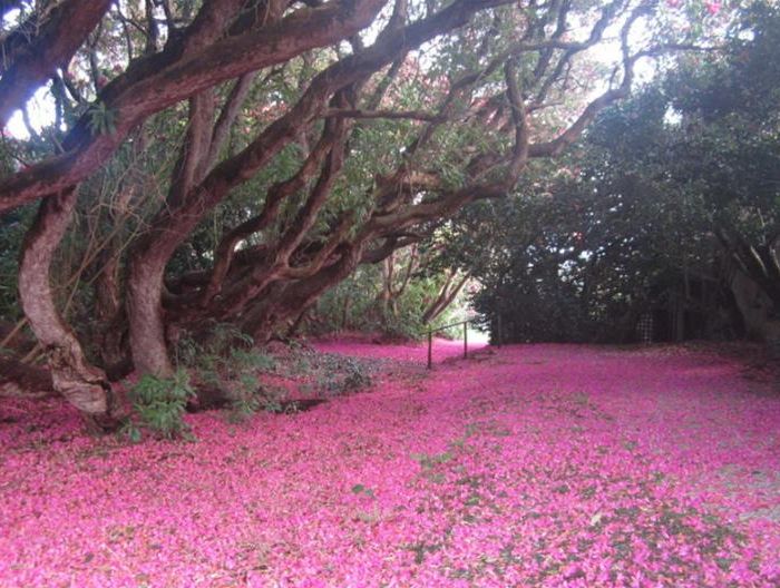 Tregrehan Garden Image 2